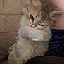 kitten, cat, furry, cute, pet, animal, sleepy, cozy, indoor, resting, fur, small, whiskers, paw, closeup, snuggle, relaxed, adorable, young, companion