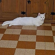 Maya participe au concours pour gagner de l'argent avec cette photo : cat, white_cat, animal, pet, floor, checkered_floor, wooden_cabinet, indoor, feline, resting, lying_down, domestic_cat, fur, quiet, relaxed, home, household, cute, mammal, one_animal