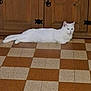 cat, white_cat, animal, pet, floor, checkered_floor, wooden_cabinet, indoor, feline, resting, lying_down, domestic_cat, fur, quiet, relaxed, home, household, cute, mammal, one_animal