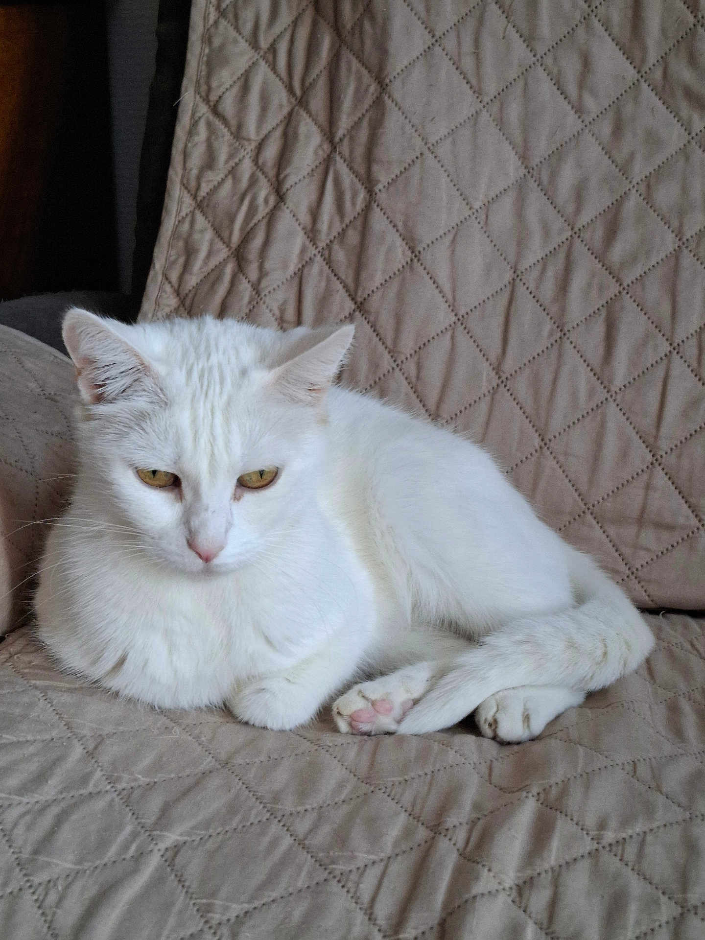 Maya a rejoint le concours — aidez-le/la à gagner de superbes lots ! cat, white_cat, pet, animal, feline, resting, couch, furniture, indoor, quilted, cozy, paw, fur, relaxed, cute, domestic_animal, mammal, whiskers, ears, sleepy