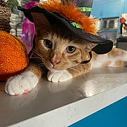 Garfield joined the competition — help win amazing prizes! cat, orange_cat, white_paws, witch_hat, costume, halloween, indoor, countertop, home, kitchen, person_blurred, decor, orange_feathers, green_ribbon, feline, pet, closeup, animal, cute, relaxed