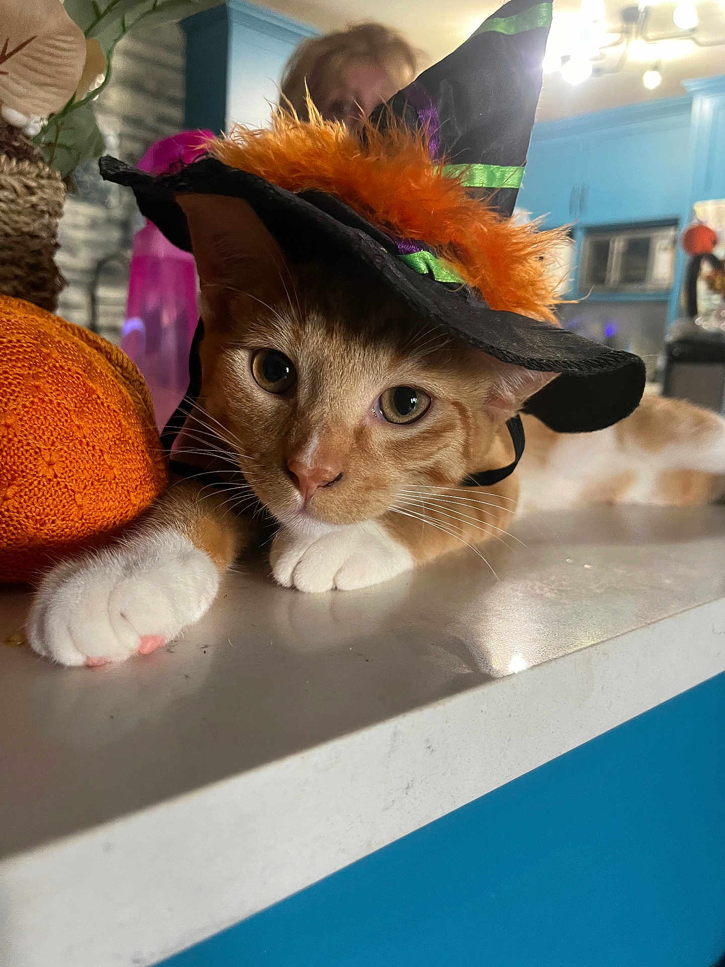 Garfield joined the competition — help win amazing prizes! cat, orange_cat, white_paws, witch_hat, costume, halloween, indoor, countertop, home, kitchen, person_blurred, decor, orange_feathers, green_ribbon, feline, pet, closeup, animal, cute, relaxed