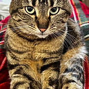Gracie is registered to the contest to win money with this photo: cat, tabby, animal, pet, feline, whiskers, fur, paws, close_up, indoor, blanket, plaid, pattern, relaxed, cute, mammal, domestic, eyes, portrait, resting