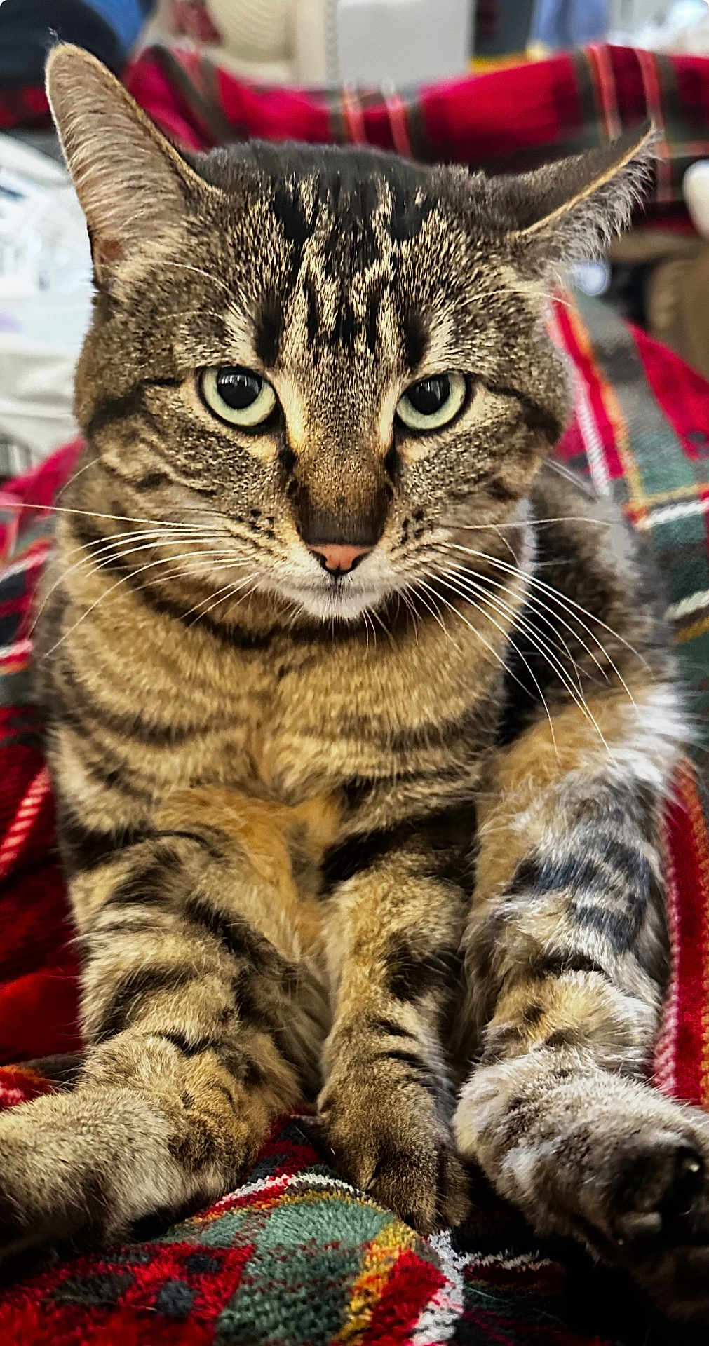 Gracie is registered to the contest to win money with this photo: cat, tabby, animal, pet, feline, whiskers, fur, paws, close_up, indoor, blanket, plaid, pattern, relaxed, cute, mammal, domestic, eyes, portrait, resting