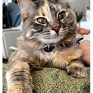 Gaia is registered to the contest to win money with this photo: cat, feline, pet, fluffy, tabby, indoor, close_up, paw, whiskers, collar, relaxed, curious, domestic_animal, furry, cute, animal, soft, resting, green_blanket, cozy