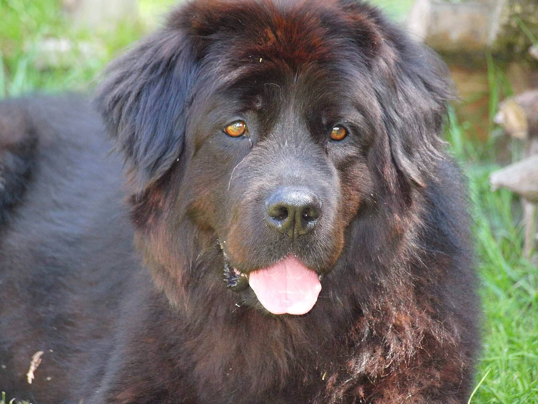 Maïka participe au concours pour gagner de l'argent avec cette photo : ancient_dog_breeds, borador, canidae, carnivore, companion_dog, dog, dog_breed, fur, gaddi_kutta, grass, gun_dog, herding_dog, hunting_dog, snout, sporting_group, terrestrial_animal, working_animal, working_dog