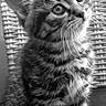 kitten, cat, black_and_white, feline, pet, cute, young, sitting, whiskers, fur, portrait, animal, indoor, closeup, curious, eyes, texture, woven_background, small, adorable