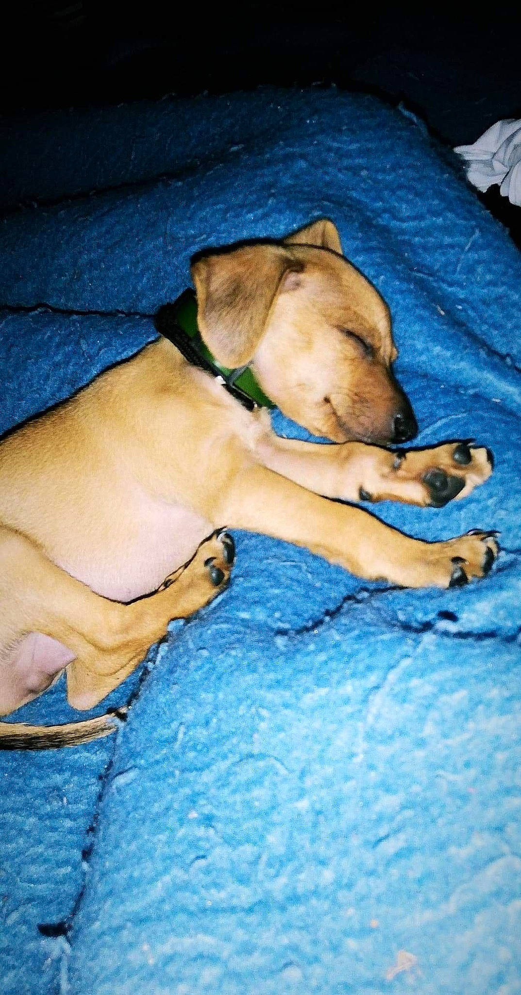 Oskar participe au concours pour gagner de l'argent avec cette photo : black_mouth_cur, canidae, carnivore, dog, dog_breed, fawn, labrador_retriever, potcake_dog, puppy, snout, sporting_group