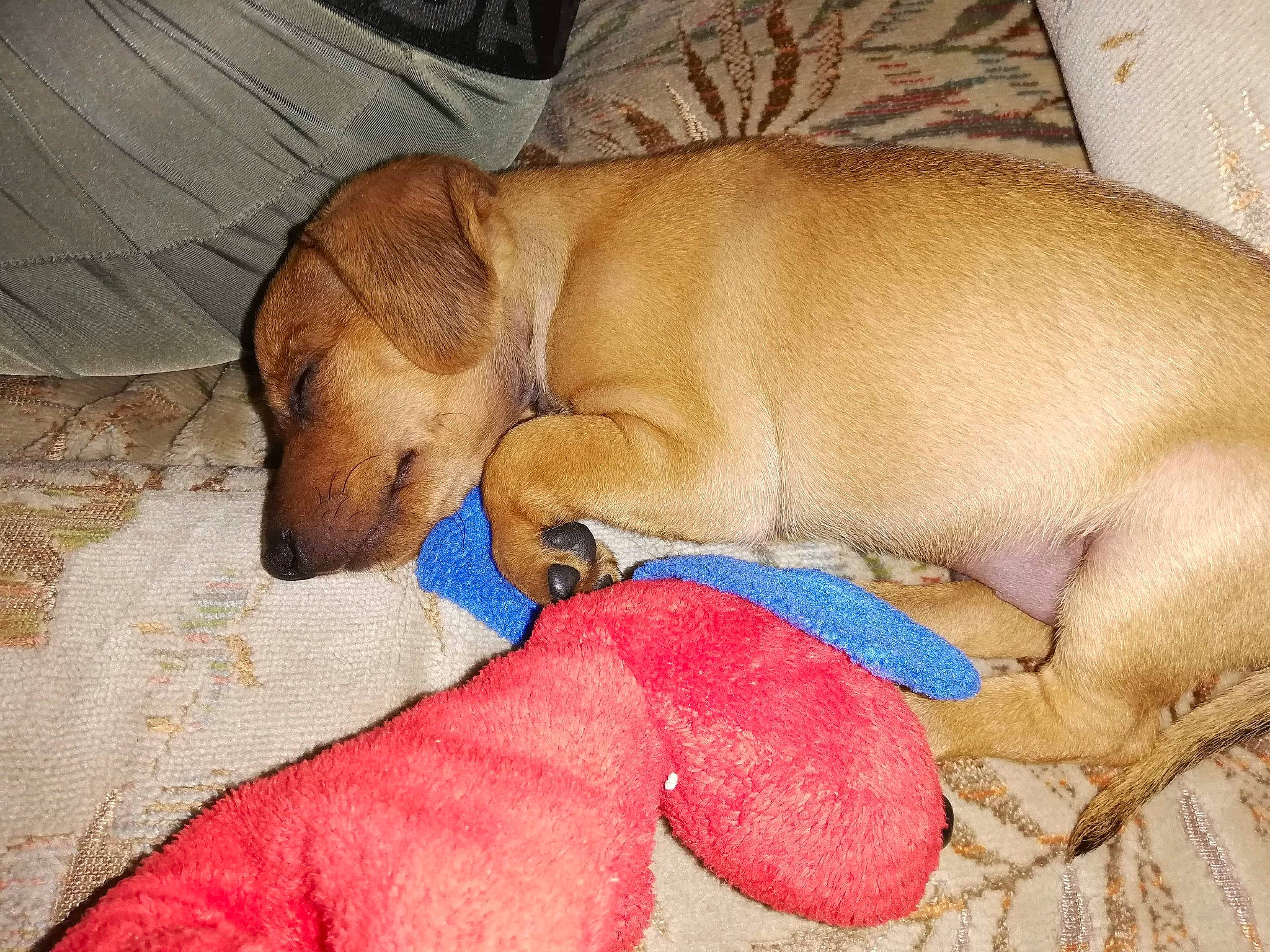 Oskar participe au concours pour gagner de l'argent avec cette photo : black_mouth_cur, canidae, carnivore, companion_dog, dachshund, dog, dog_breed, fawn, mammal, nap, puppy, snout, vertebrate