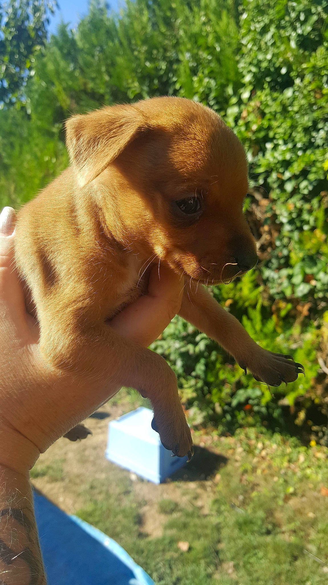 Oskar participe au concours pour gagner de l'argent avec cette photo : canidae, carnivore, dog, dog_breed, fawn, mammal, patterdale_terrier, rhodesian_ridgeback, snout, sporting_group, vertebrate