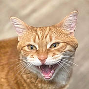 Fig joined the competition — help win amazing prizes! cat, orange_tabby, meowing, mouth_open, fangs, whiskers, ears, pet, animal, feline, closeup, face, fur, cute, indoor, domestic_cat, portrait, expressive, sharp_teeth, blurred_background