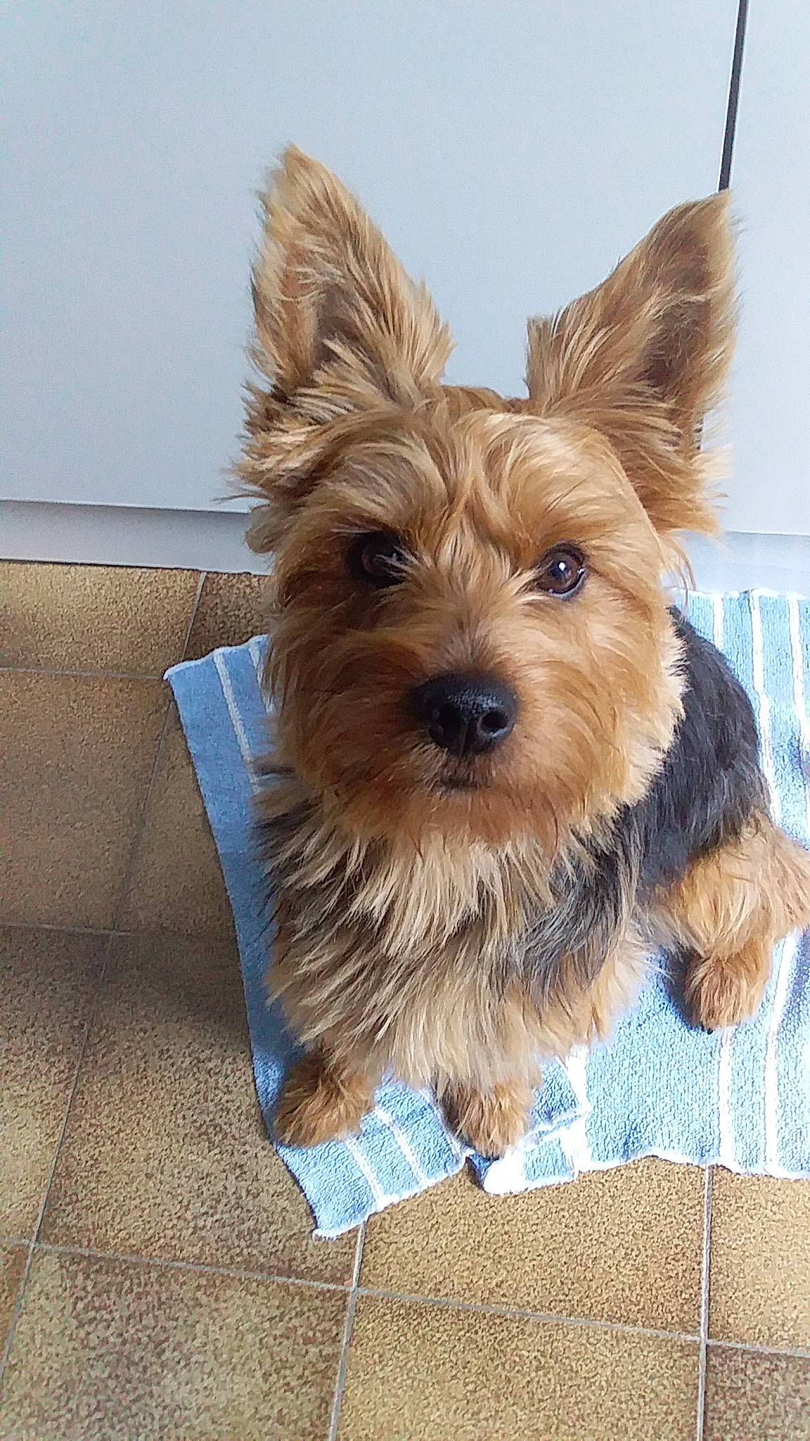 Boomer a rejoint le concours — aidez-le/la à gagner de superbes lots ! biewer_terrier, canidae, carnivore, companion_dog, dog, dog_breed, dog_supply, fawn, fur, liver, puppy, small_terrier, snout, sporting_group, terrier, toy_dog, water_dog, working_animal, yorkipoo, yorkshire_terrier