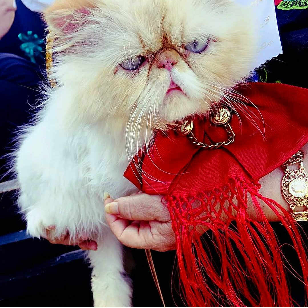 Garfield is registered to the contest to win money with this photo: accessories, angora, animal, bag, cat, clothing, costume, dress, face, handbag, head, jewelry, kitten, necklace, person, pet, photography, portrait, purse, toy