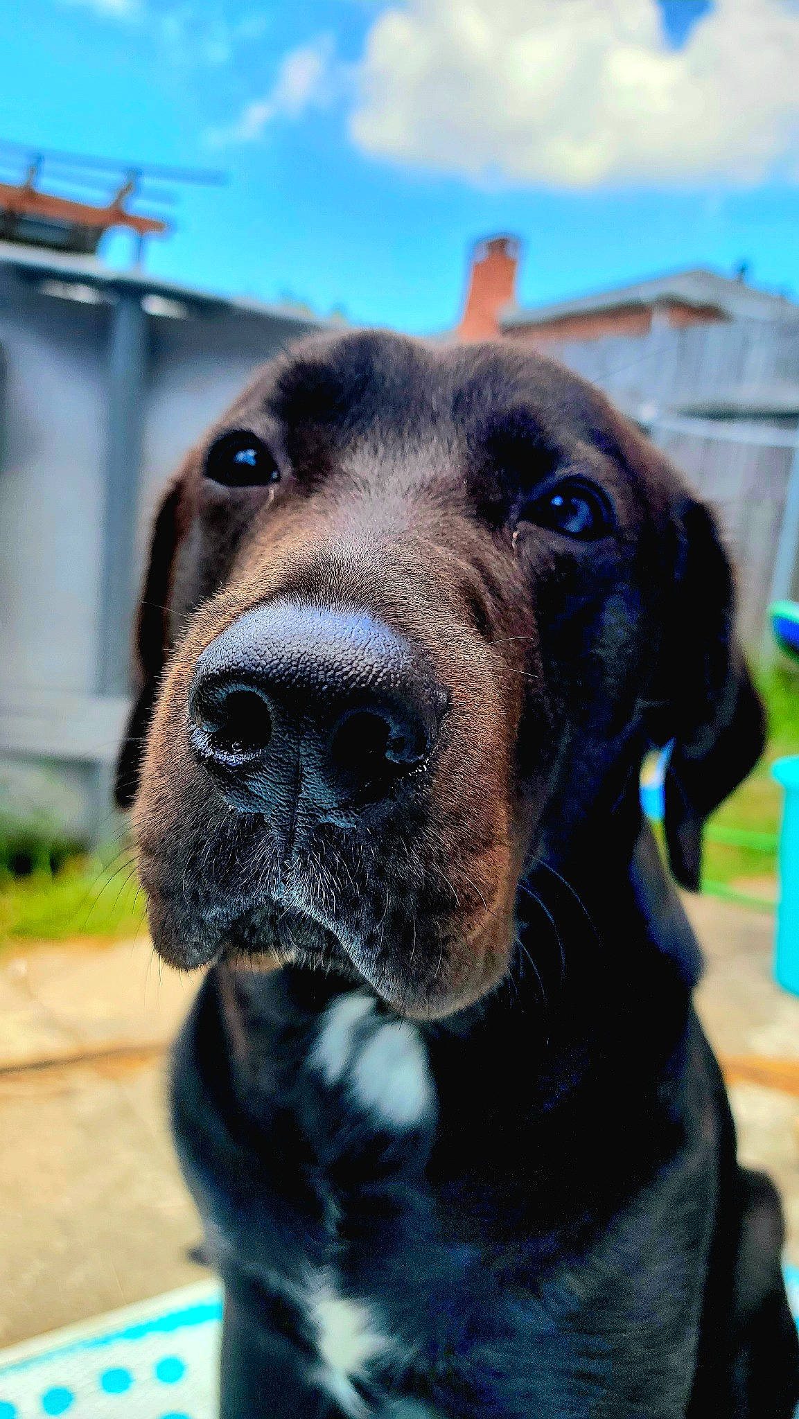 Bubba is registered to the contest to win money with this photo: blue, borador, carnivore, cloud, collar, companion_dog, dog, dog_breed, dog_collar, electric_blue, fawn, fur, guard_dog, liver, sky, snout, sporting_group, whiskers, working_animal, working_dog