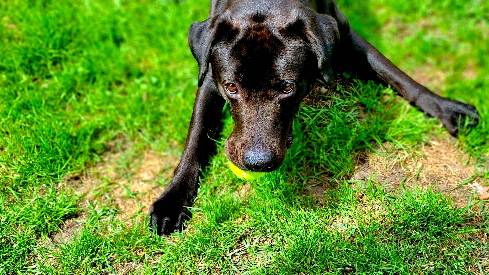 Bubba is registered to the contest to win money with this photo: borador, canidae, carnivore, companion_dog, dog, dog_breed, eye, fawn, grass, grassland, groundcover, hunting_dog, liver, plant, snout, sporting_group, terrestrial_animal, whiskers, working_animal, working_dog