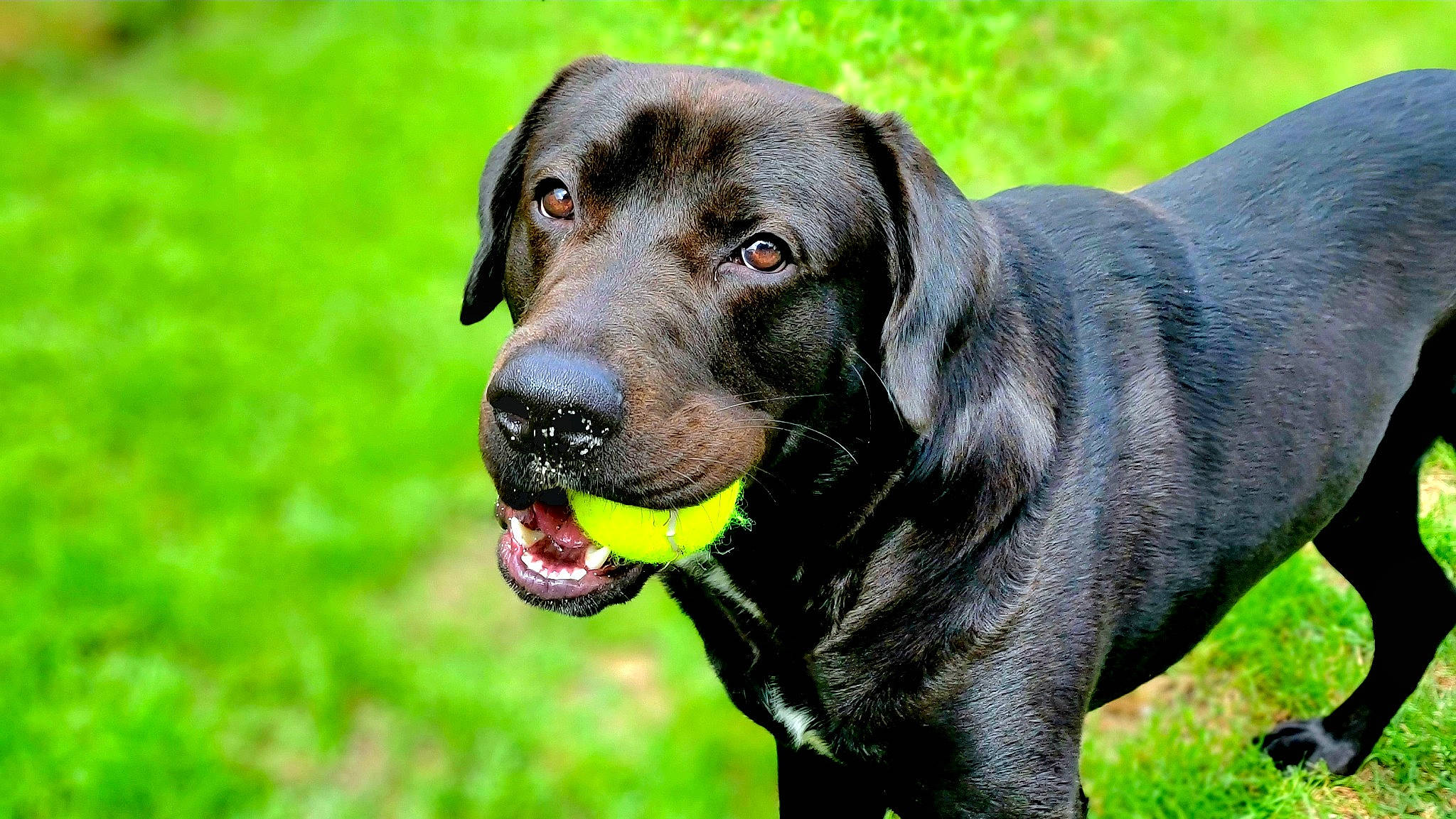 Bubba is registered to the contest to win money with this photo: borador, canidae, carnivore, collar, companion_dog, dog, dog_breed, dog_collar, event, grass, gun_dog, hunting_dog, plant, retriever, snout, sporting_group, sports_equipment, whiskers, working_animal, working_dog