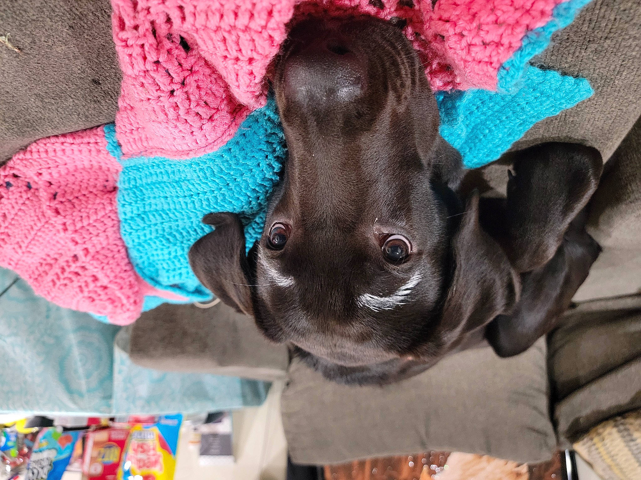 Bubba joined the competition — help win amazing prizes! carnivore, collar, dog, dog_breed, fashion_accessory, fawn, fur, hair_accessory, linens, liver, magenta, pattern, pink, plant, plush, stuffed_toy, textile, visual_arts, wool, working_animal