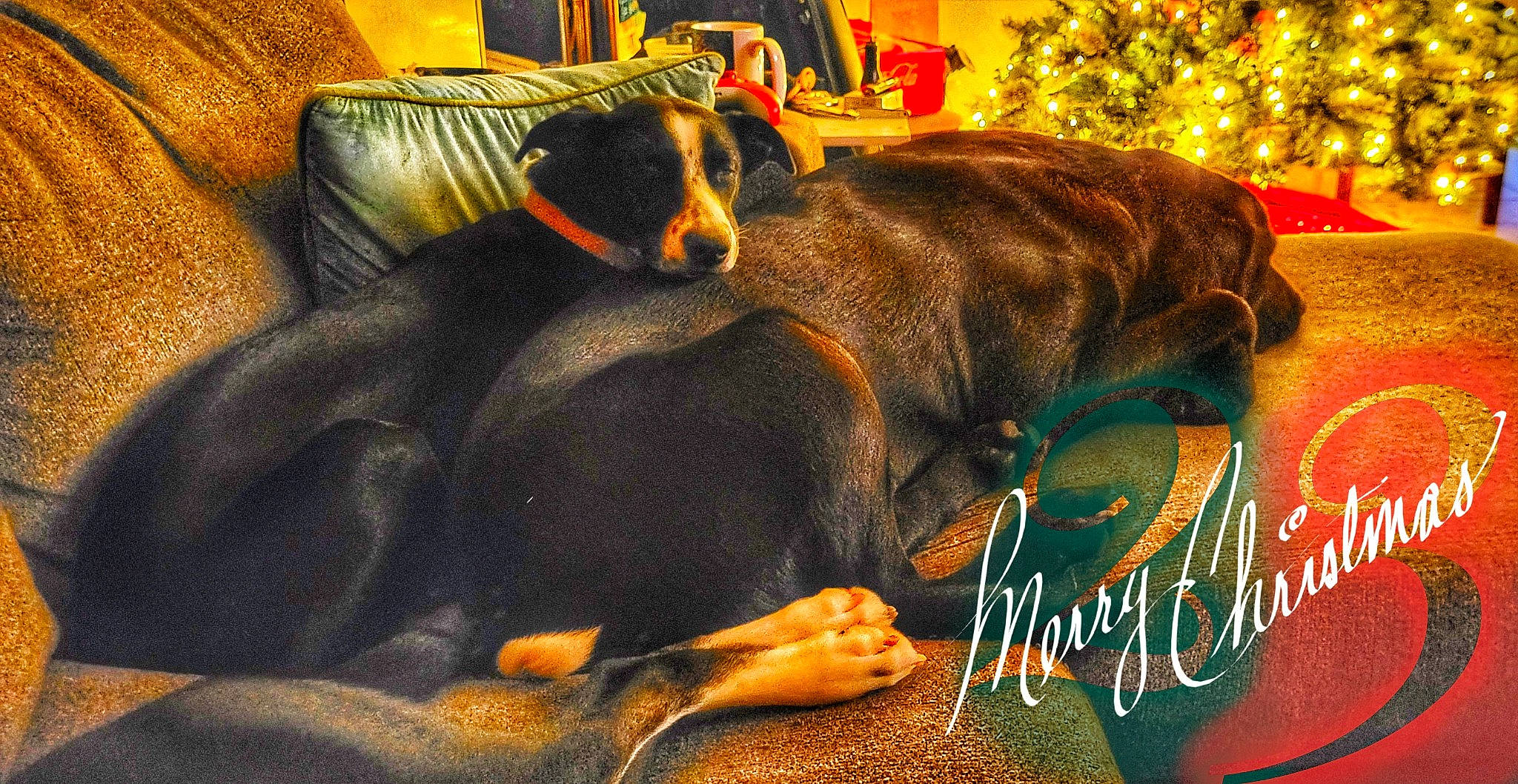 Ma Chérie joined the competition — help win amazing prizes! art, canidae, carnivore, christmas_decoration, christmas_tree, comfort, companion_dog, dog, dog_breed, dog_supply, event, fawn, font, guard_dog, holiday, ornament, snout, sporting_group, terrestrial_animal, working_animal