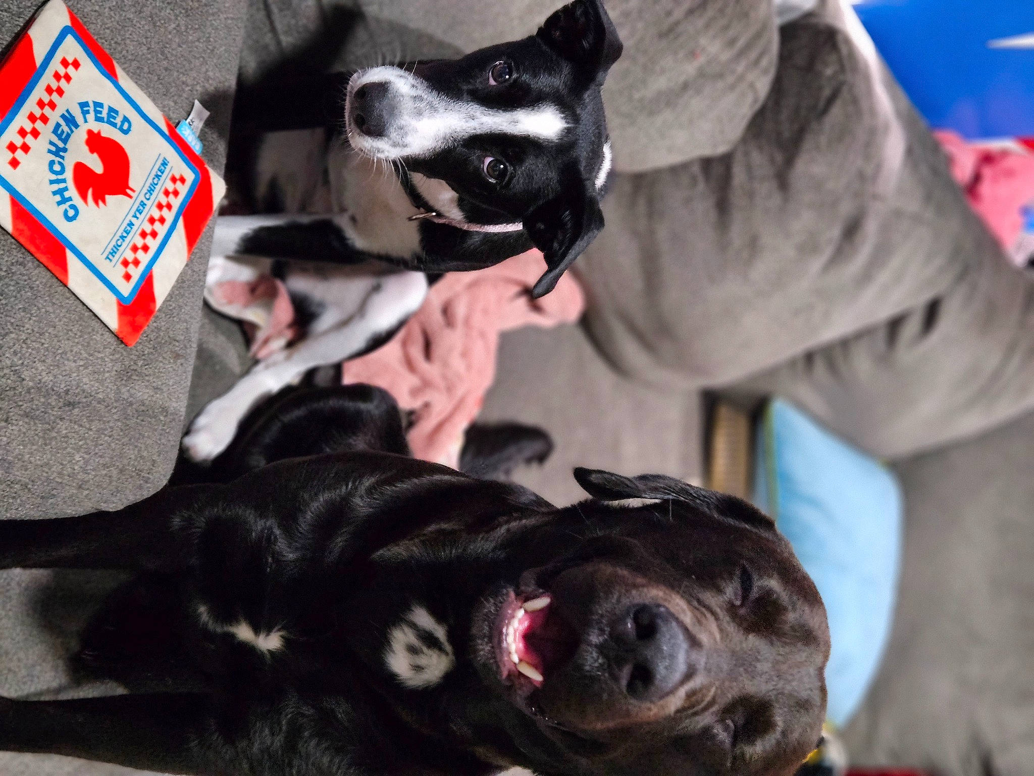 Ma Chérie is registered to the contest to win money with this photo: canidae, carmine, carnivore, comfort, companion_dog, dog, dog_breed, dog_collar, dog_supply, fawn, fur, mammal, paw, puppy_love, snout, sporting_group, toy_dog, vertebrate, whiskers, working_animal