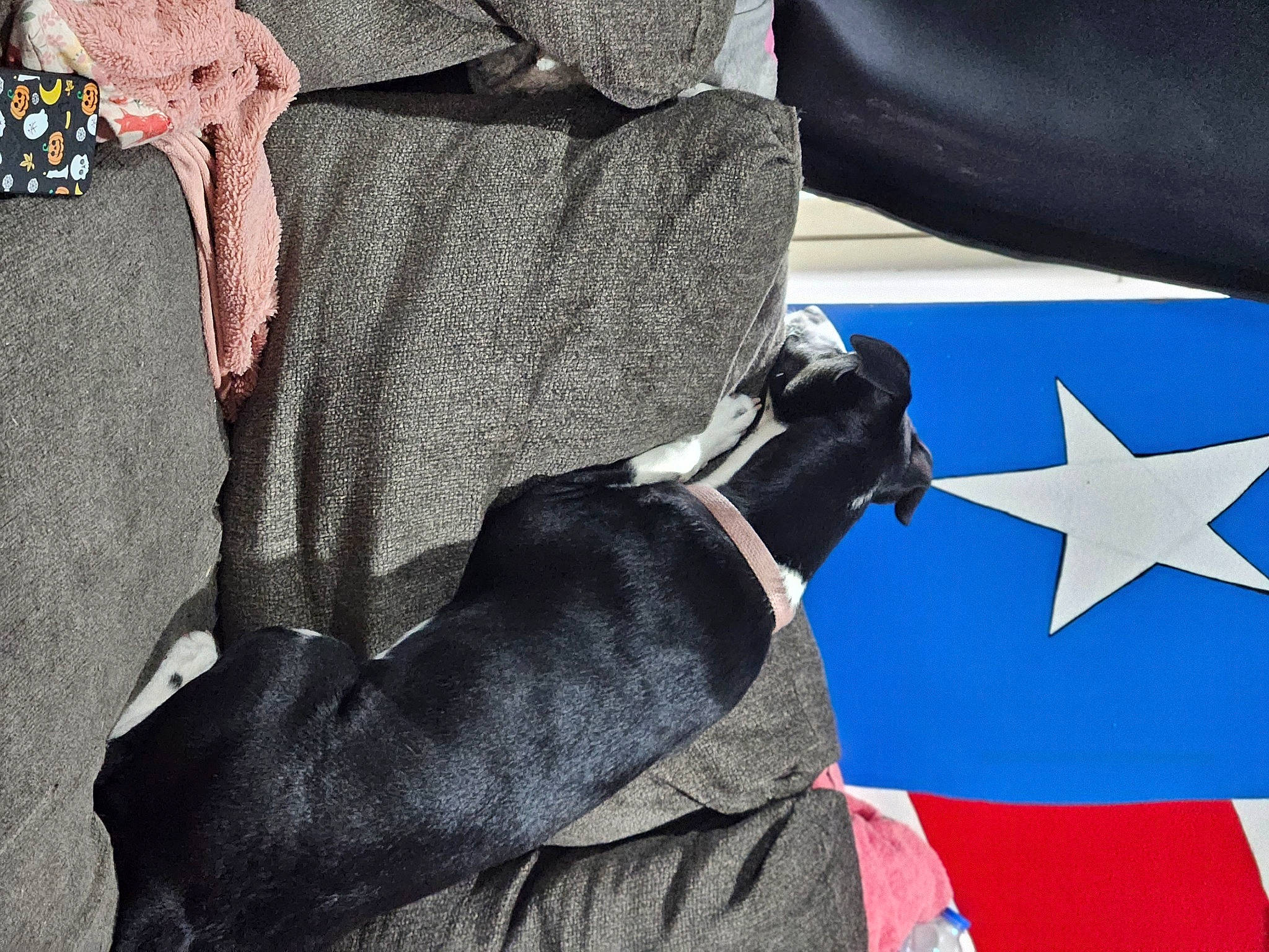 Ma Chérie is registered to the contest to win money with this photo: blazer, carmine, comfort, denim, electric_blue, event, fashion_accessory, flag, flag_day_usa, flag_of_the_united_states, font, formal_wear, gesture, grey, human_leg, linens, sleeve, sportswear, suit, uniform