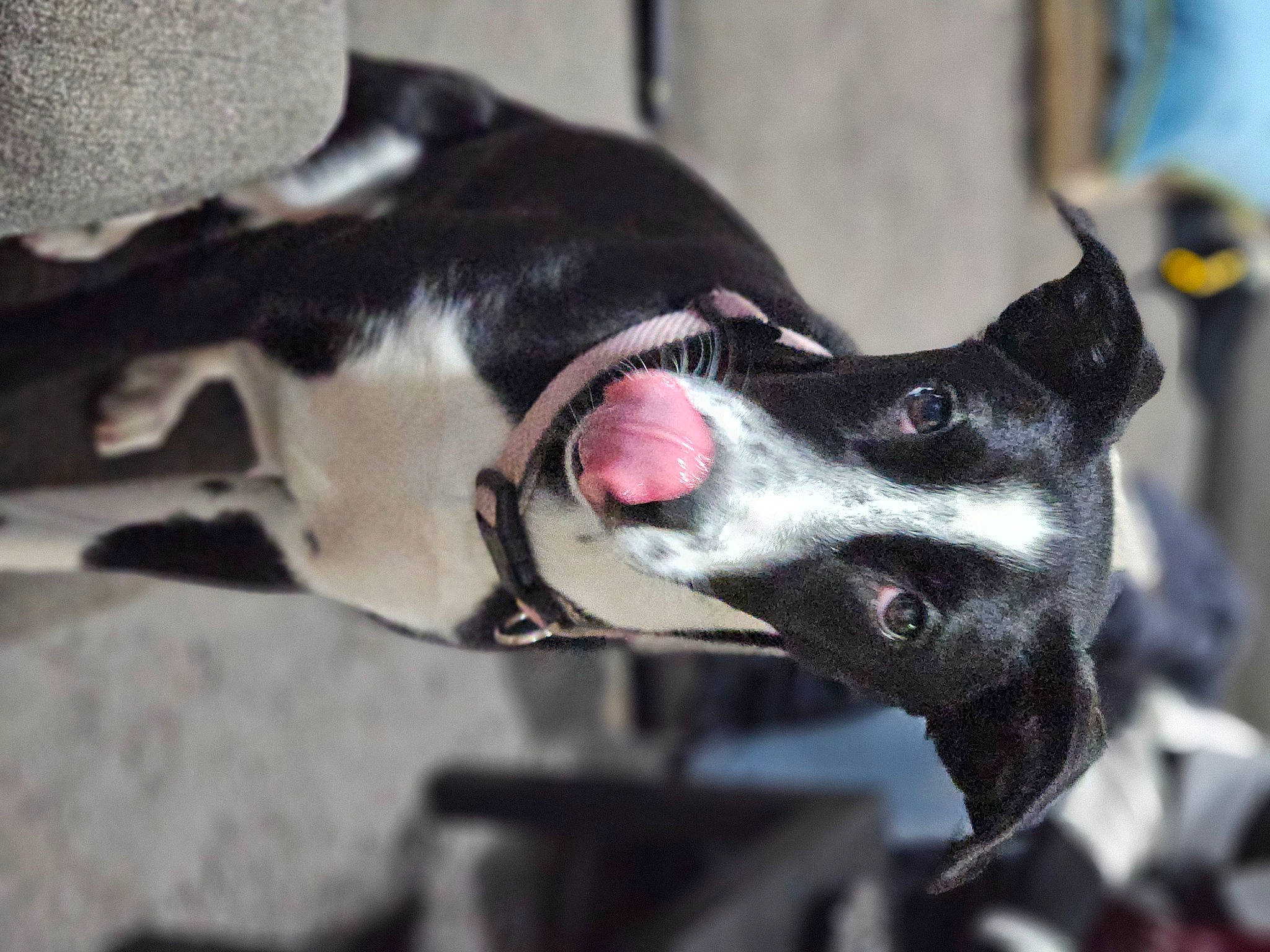 Ma Chérie joined the competition — help win amazing prizes! canidae, carmine, carnivore, collar, companion_dog, dog, dog_breed, dog_collar, dog_supply, guard_dog, leash, non_sporting_group, pet_supply, sporting_group, whiskers, working_dog