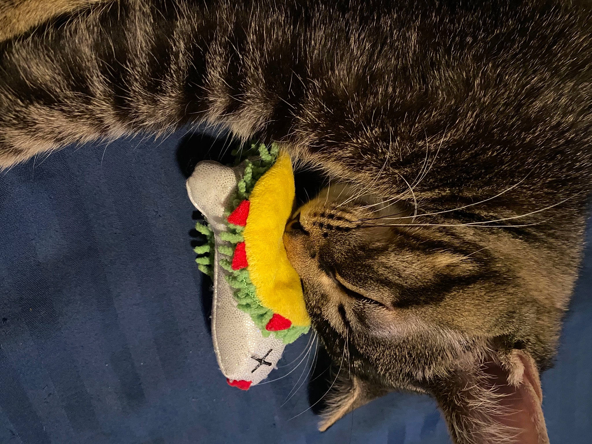 Vegeta is registered to the contest to win money with this photo: carnivore, cat, close_up, eye, fawn, feather, felidae, fur_clothing, grass, hair, head, human_body, iris, mammal, nose, small_to_medium_sized_cats, snout, tail, vertebrate, whiskers