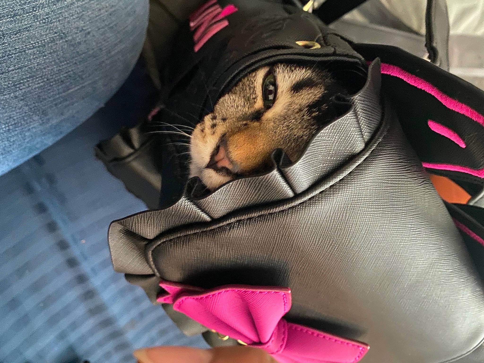 Vegeta joined the competition — help win amazing prizes! audio_equipment, auto_part, automotive_design, bag, cap, carmine, comfort, fashion_accessory, grey, hat, headgear, human_leg, magenta, pattern, personal_protective_equipment, snout, sportswear, sun_hat, textile, thigh