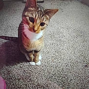 Heidi joined the competition — help win amazing prizes! cat, tabby, pet, animal, indoor, carpet, curious, white_paws, feline, sitting, head_tilt, cute, domestic, fur, whiskers, ears, eyes, floor, home, mammal