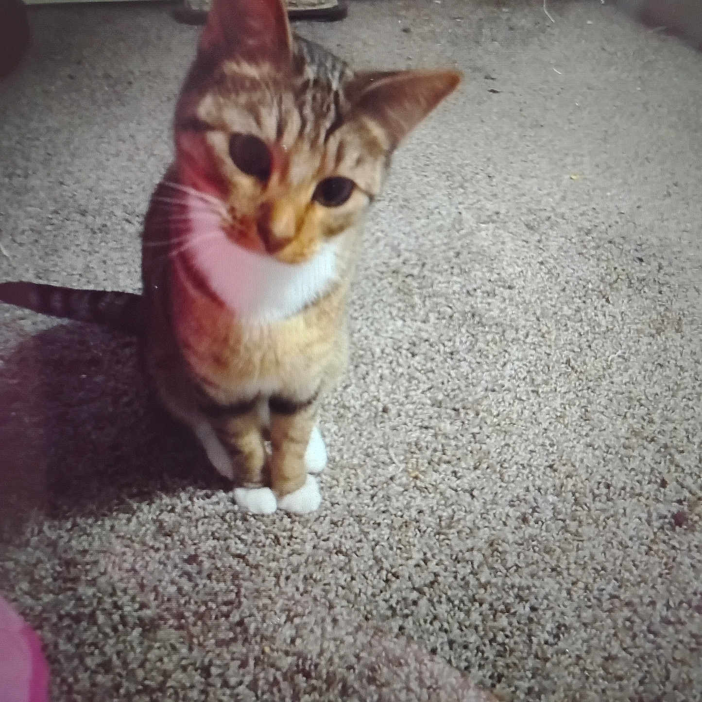 Heidi