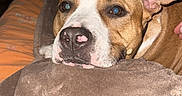 Athena a rejoint le concours — aidez-le/la à gagner de superbes lots ! dog, brown, white, blanket, resting, indoor, furniture, wooden, cozy, pet, canine, face, ears, animal, comfort, warm, closeup, portrait, fur, relaxed