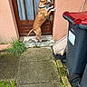 dog, door, paw, backyard, trash_bin, broom, grass, concrete, moss, sidewalk, wall, window, curtain, collar, pet, animal, standing, brown_dog, outdoor, house