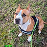 Athena participe au concours pour gagner de l'argent avec cette photo : dog, canine, pet, grass, leaves, harness, leash, outdoor, animal, brown, white, ears, sitting, looking_up, nature, ground, daylight, cute, alert, friendly