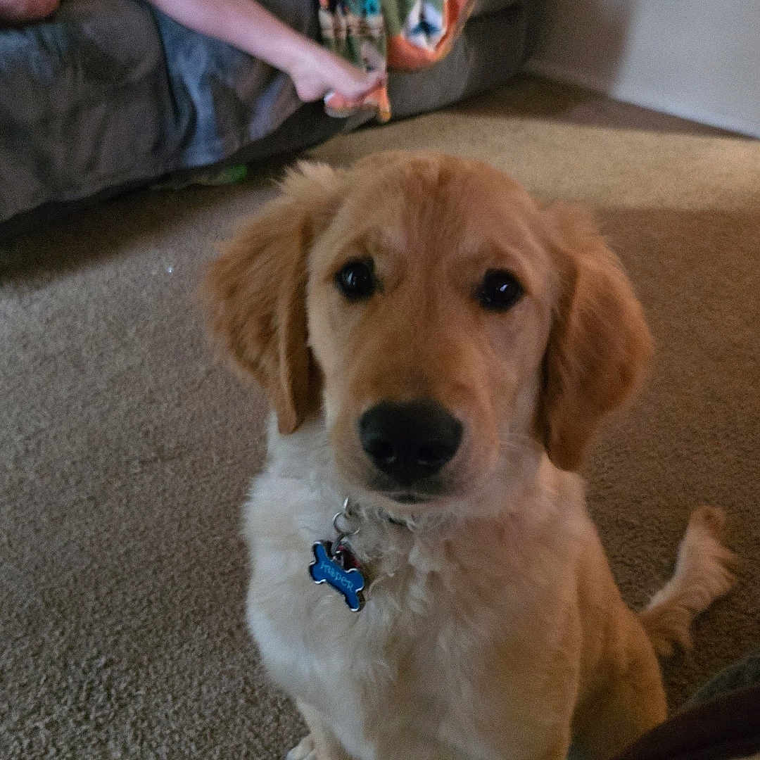 Jasper joined the competition — help win amazing prizes! accessories, animal, boy, canine, child, couch, cushion, dog, face, female, furniture, girl, goldenretriever, head, homedecor, male, person, pet, puppy, teen