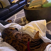 Josie is registered to the contest to win money with this photo: bengal_cat, cat, pet, animal, blanket, white_blanket, leather_couch, living_room, ottoman, cushions, rug, patterned_rug, cozy, indoor, relaxing, fur, striped, brown, black, collar