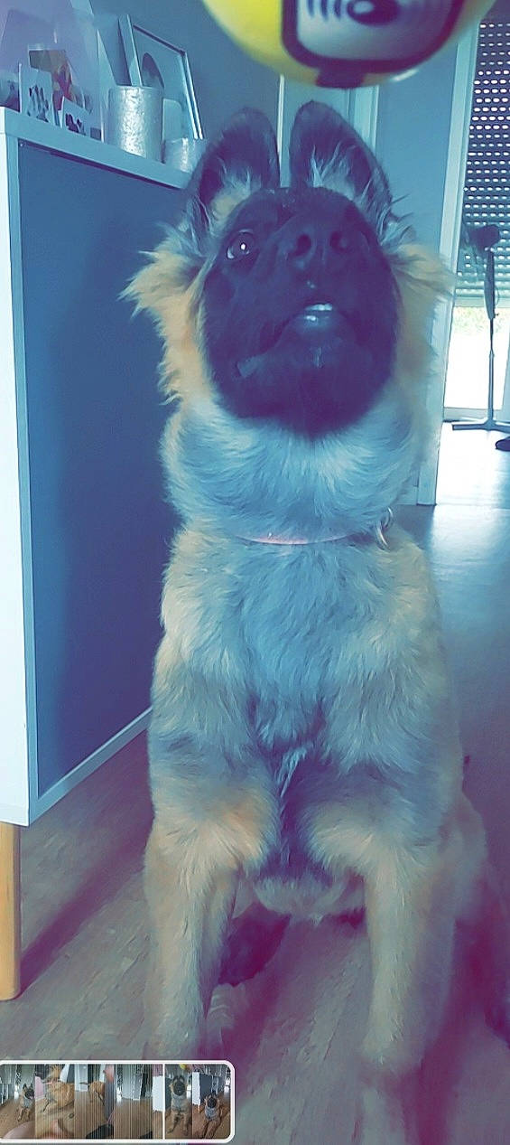 Chanel participe au concours pour gagner de l'argent avec cette photo : ancient_dog_breeds, art, canidae, canis, carnivore, companion_dog, dog, dog_breed, dog_supply, electric_blue, eye, fur, giant_dog_breed, non_sporting_group, pet_supply, snout, sporting_group, whiskers, working_animal, working_dog