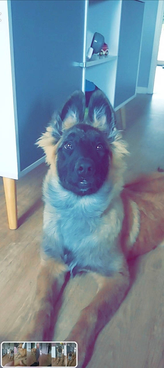 Chanel participe au concours pour gagner de l'argent avec cette photo : canidae, carnivore, companion_dog, dog, dog_breed, dog_supply, door, electric_blue, fawn, flooring, fur, hardwood, paw, snout, sporting_group, tail, varnish, whiskers, working_animal, working_dog