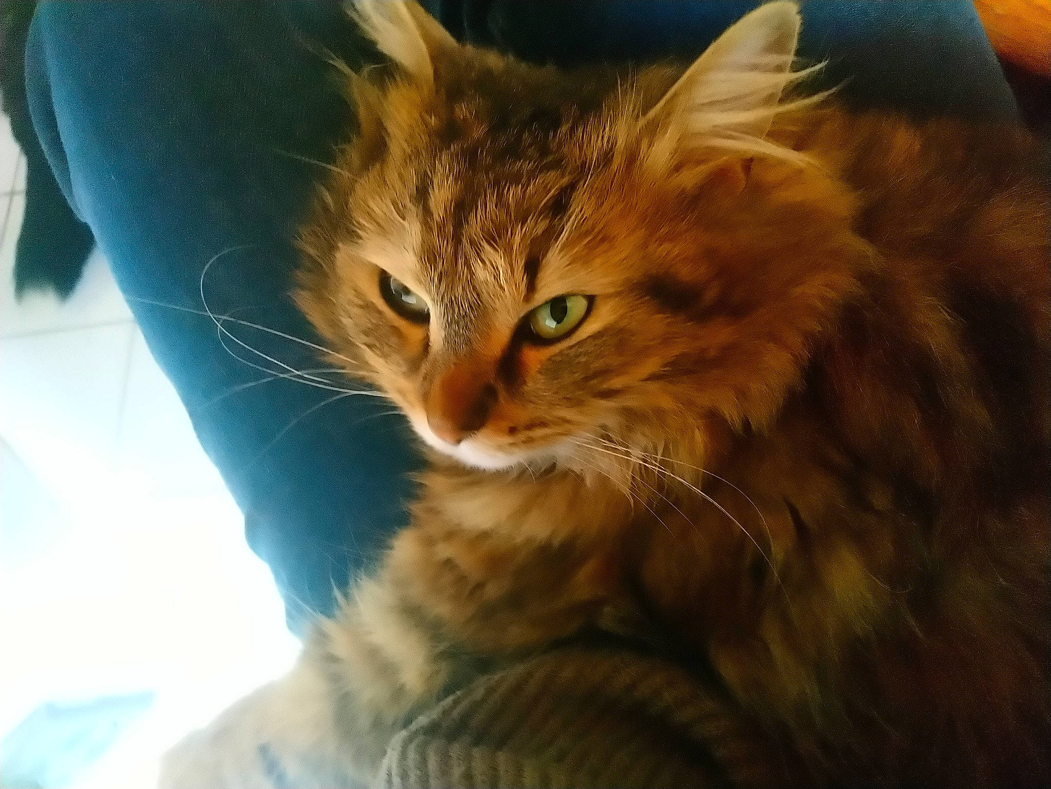 Mystic participe au concours pour gagner de l'argent avec cette photo : carnivore, cat, claw, comfort, domestic_short_haired_cat, electric_blue, fawn, felidae, fur, maine_coon, paw, siberian, small_to_medium_sized_cats, snout, tail, tree, whiskers