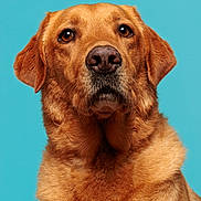 Scout is registered to the contest to win money with this photo: animal, blue_background, brown_eyes, canine, closeup, dog, domestic_animal, ears, expression, face, friendly, fur, golden_retriever, looking_at_camera, mammal, pet, portrait, snout, studio, whiskers