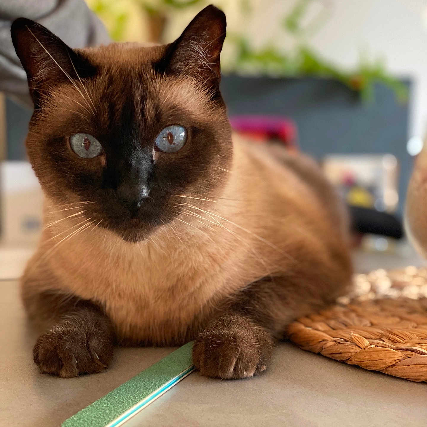 Sushi a rejoint le concours — aidez-le/la à gagner de superbes lots ! adult, animal, brush, cat, device, male, man, person, pet, siamese, tool