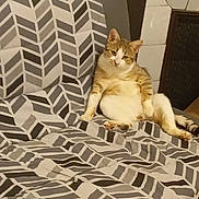 Roméo participe au concours pour gagner de l'argent avec cette photo : cat, tabby_cat, pet, animal, indoor, couch, furniture, pattern, relaxed, sitting, cute, white, brown, striped, home, cozy, fur, whiskers, ears, tail