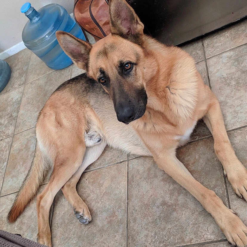 Max is registered to the contest to win money with this photo: animal, bag, brown, canine, dog, domestic, ears, eyes, floor, fur, german_shepherd, indoor, looking_up, lying_down, nose, paw, pet, resting, tile_floor, water_jug