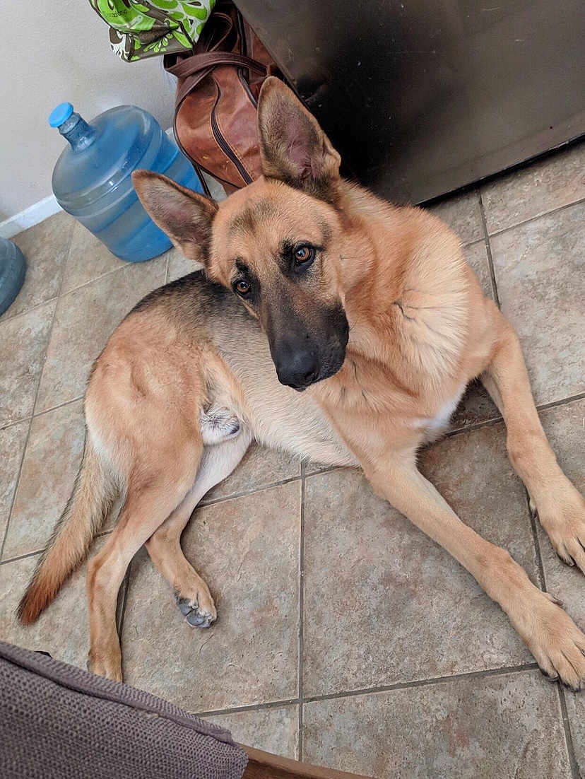 Max is registered to the contest to win money with this photo: dog, german_shepherd, pet, animal, lying_down, floor, tile_floor, indoor, water_jug, bag, brown, fur, ears, paw, nose, eyes, looking_up, resting, domestic, canine