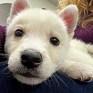 Zeus is registered to the contest to win money with this photo: puppy, dog, white_fur, close_up, nose, whiskers, ears, paw, cute, pet, indoor, person_partial, curly_hair, ceiling, clock, jeans, soft_texture, black_nose, reflection, relaxed