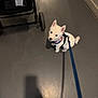 Zeus joined the competition — help win amazing prizes! dog, puppy, white_dog, leash, harness, stroller, stroller_wheel, floor, concrete_floor, shadow, shoe, owner_shadow, indoor, hallway, looking_up, sitting, motion_blur, blur, pet, cute