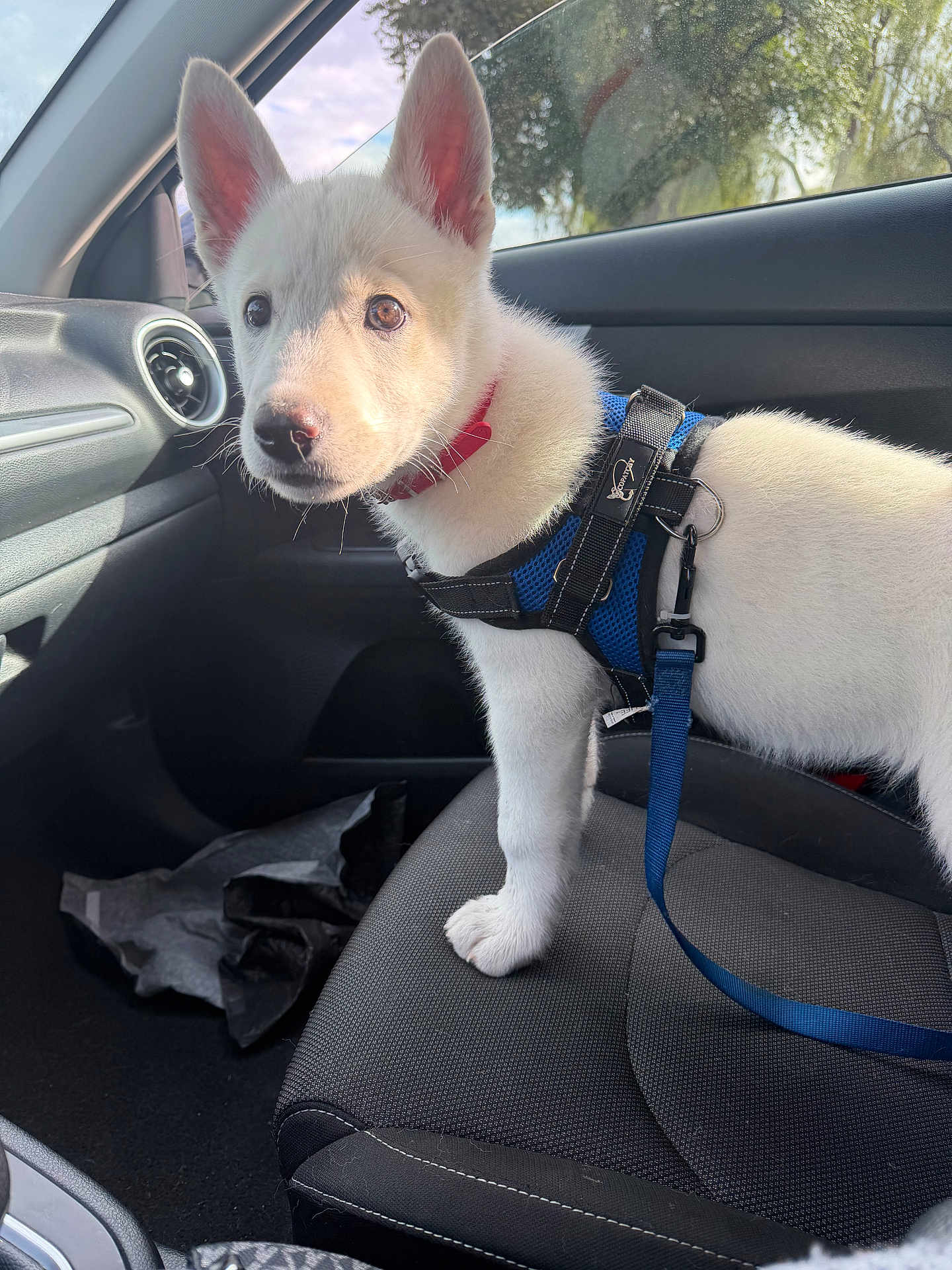 Zeus joined the competition — help win amazing prizes! puppy, dog, white_dog, car_interior, car_seat, harness, leash, collar, paw, ears, window, sunlight, dashboard, seat, portrait, looking, curious, pet, canine, travel