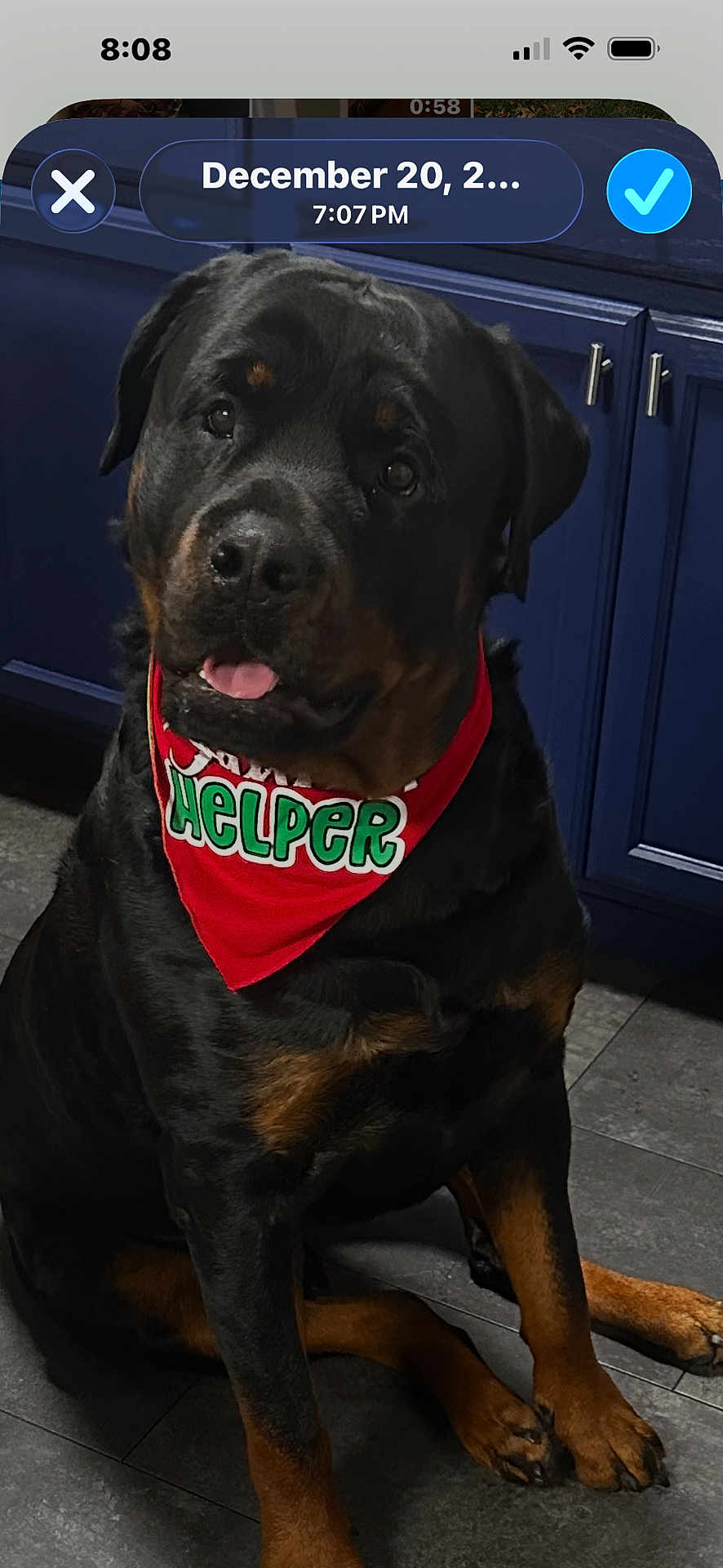 Bane joined the competition — help win amazing prizes! dog, rottweiler, pet, bandana, red_bandana, helper_text, tongue, sitting, indoor, kitchen, cabinets, tile_floor, paws, black_fur, brown_markings, portrait, close_up, flooring, screenshot_ui, phone_overlay