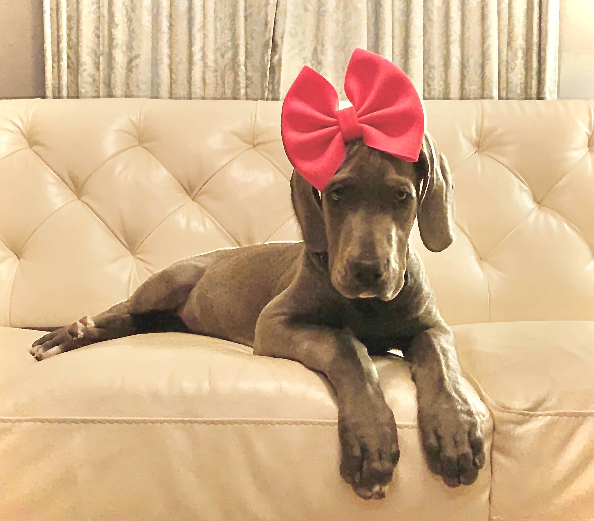 Willow is registered to the contest to win money with this photo: canidae, carnivore, collar, comfort, companion_dog, dog, dog_breed, dog_collar, dog_supply, ear, fawn, guard_dog, hunting_dog, liver, non_sporting_group, paw, pet_supply, sporting_group, toy_dog, working_animal