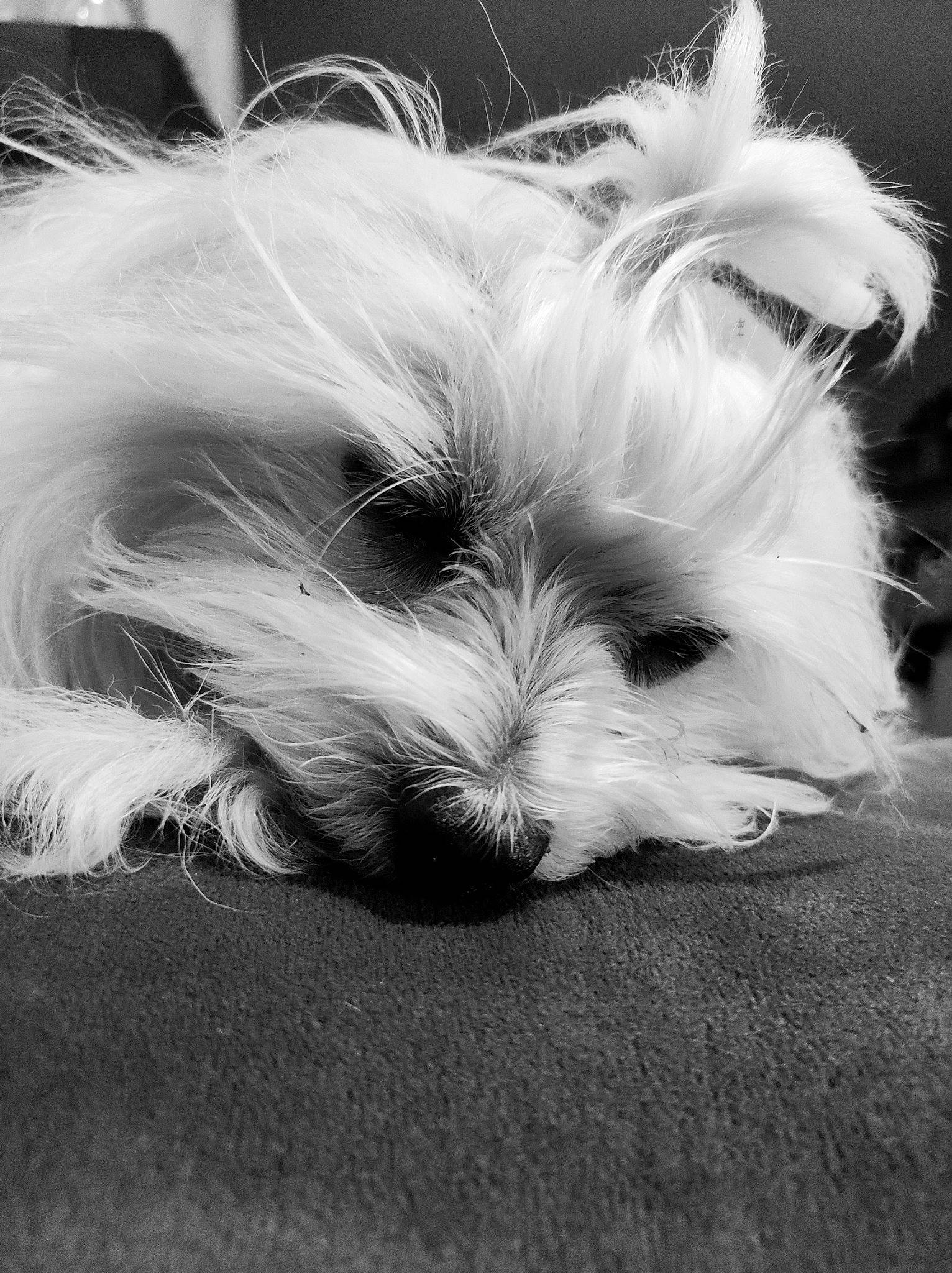 Nounours participe au concours pour gagner de l'argent avec cette photo : beach, biewer_terrier, canidae, carnivore, close_up, cloud, companion_dog, dog, dog_breed, fur, maltepoo, monochrome, monochrome_photography, paw, small_terrier, snout, sporting_group, terrier, toy_dog, whiskers