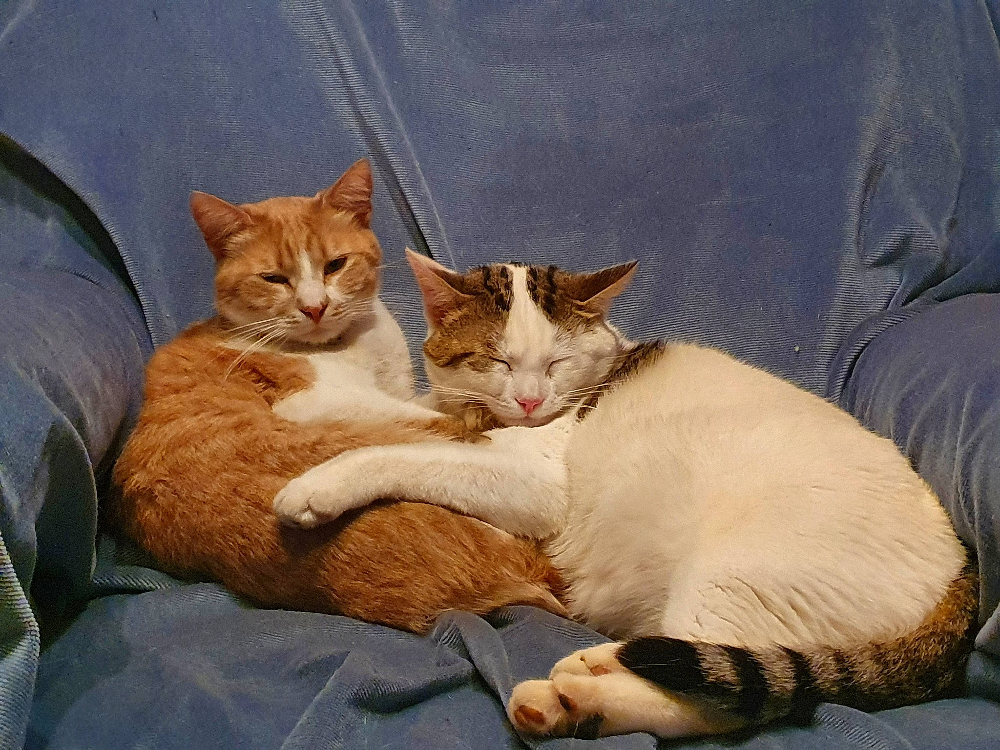 Ganesh Et Gamin a rejoint le concours — aidez-le/la à gagner de superbes lots ! bed, carnivore, cat, cat_supply, claw, comfort, couch, domestic_short_haired_cat, fawn, felidae, fur, linens, nap, paw, pet_supply, small_to_medium_sized_cats, snout, tail, whiskers, window