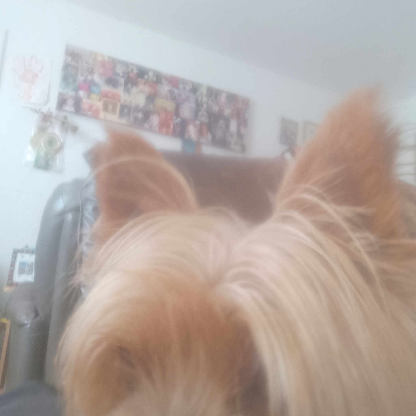 Max a rejoint le concours — aidez-le/la à gagner de superbes lots ! animal, background, blurry, brown_fur, chair, close_up, cozy, dog, domestic_animal, ears, fur, furniture, hair, home, indoor, living_room, pet, photocollage, relaxation, wall